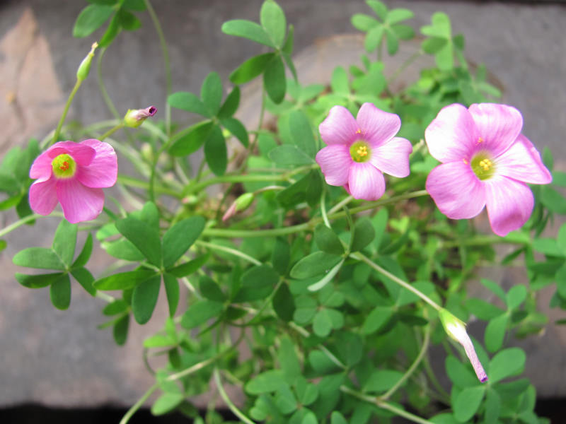 ������/������