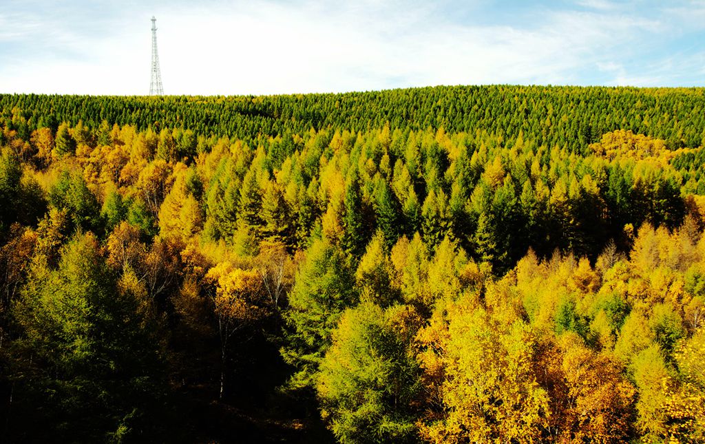 �����ӹ���ɭ�ֹ�԰-1