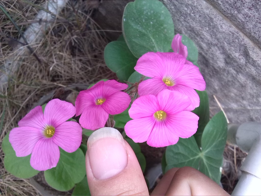 ����� 4.jpg