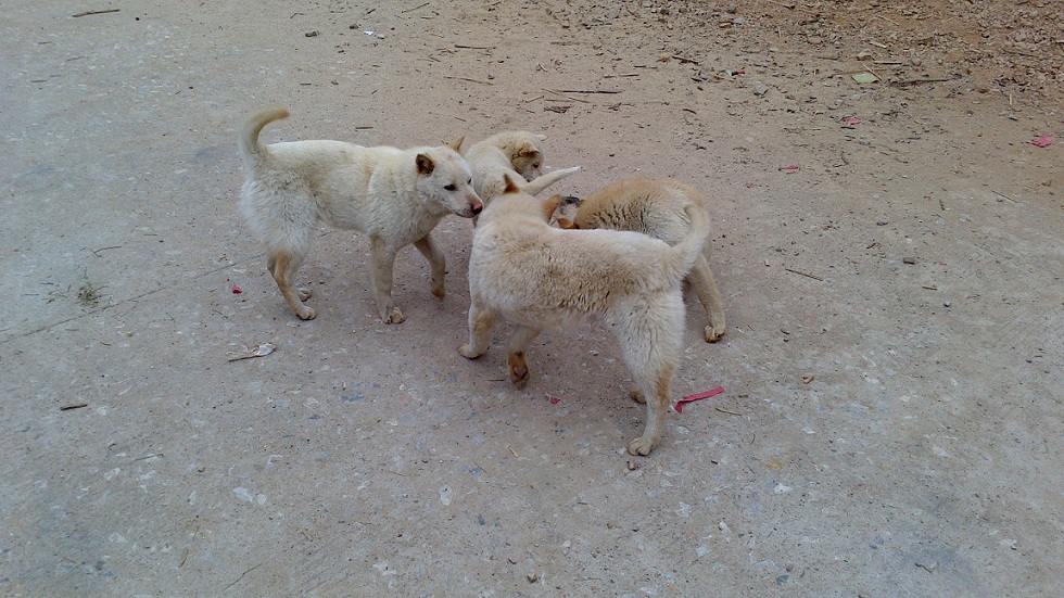 �ڿӿ���ѡ������ת������С��·�ڣ���ѡ���ұߵ�С·�������û��Զ���Ѿ�����ɽ·�ľ�ͷ����������ֻС�� ...