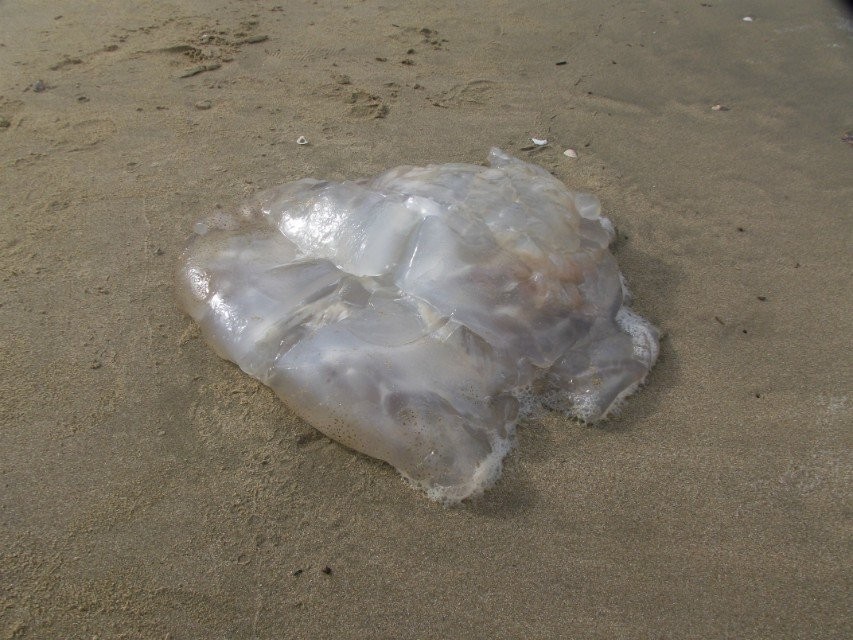 ��ˮ�龫����ˮĸ���ⶫ������������������