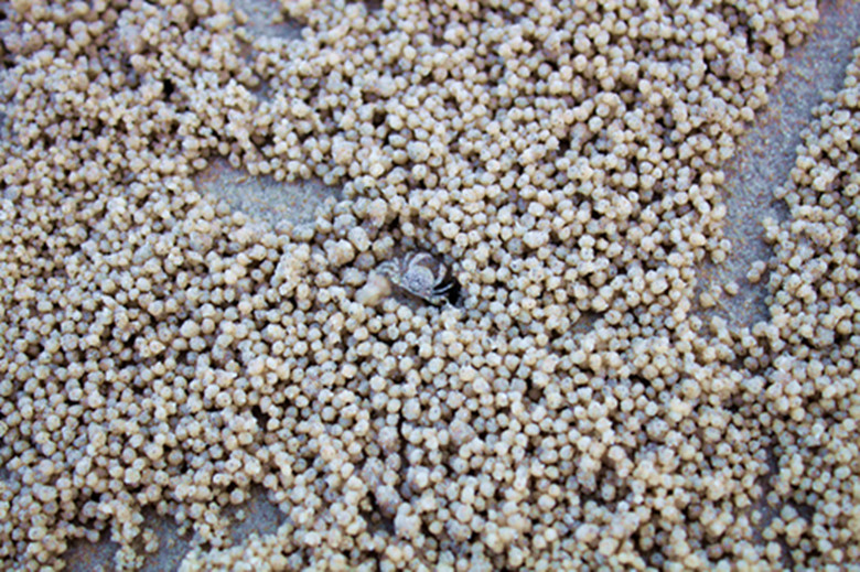 ���Ǽľ�з��