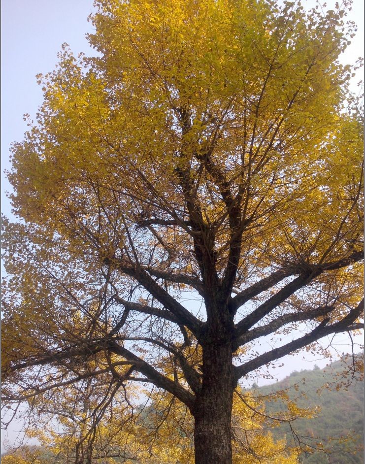 ��Ƶ�����