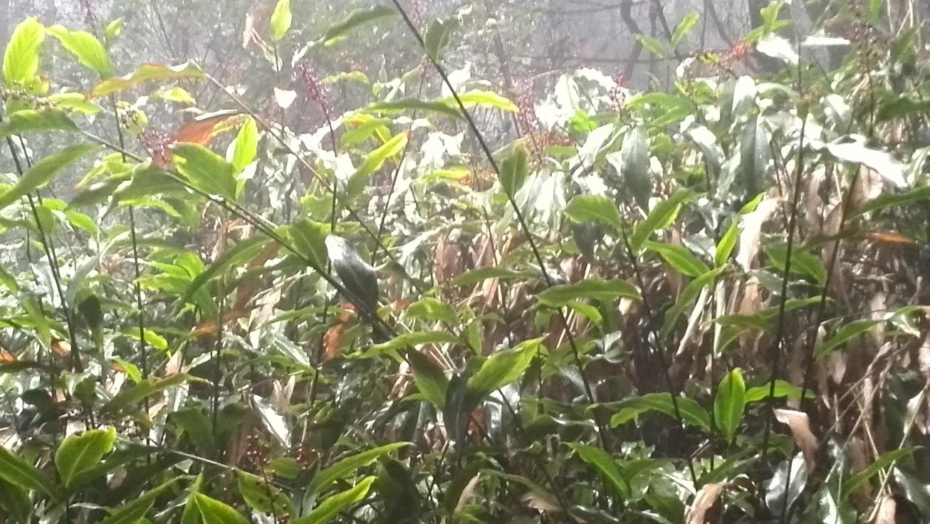 �ö�ɽ������