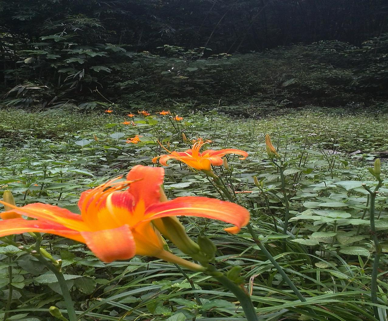 My PicturesIMG_20150729_144336.JPG