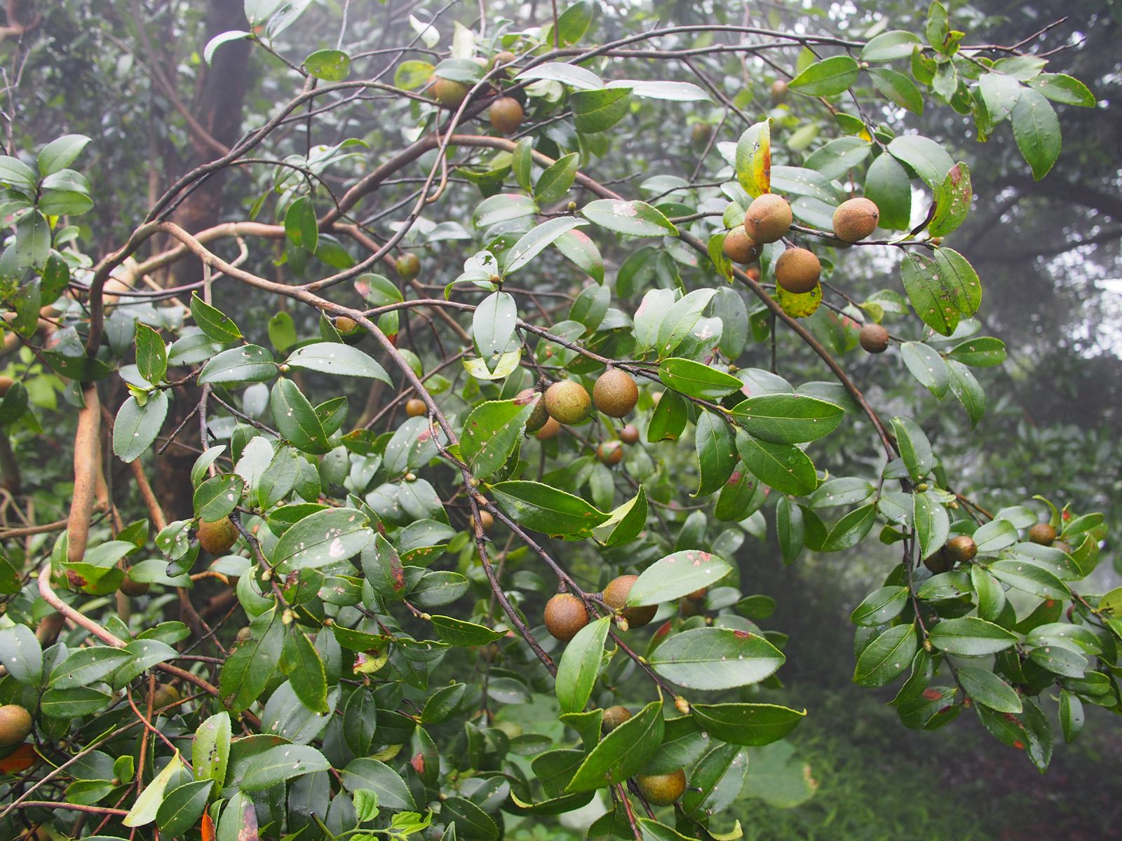 �׻��Ͳ��.