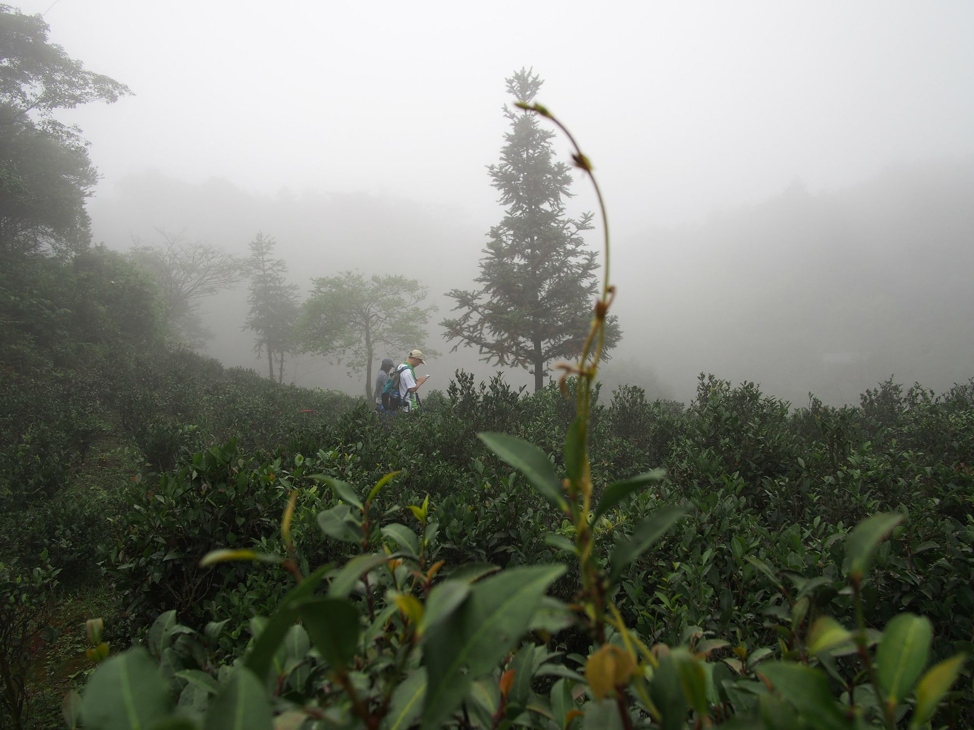 ɽ���������衣�ҵؽд�Ӳ衣
