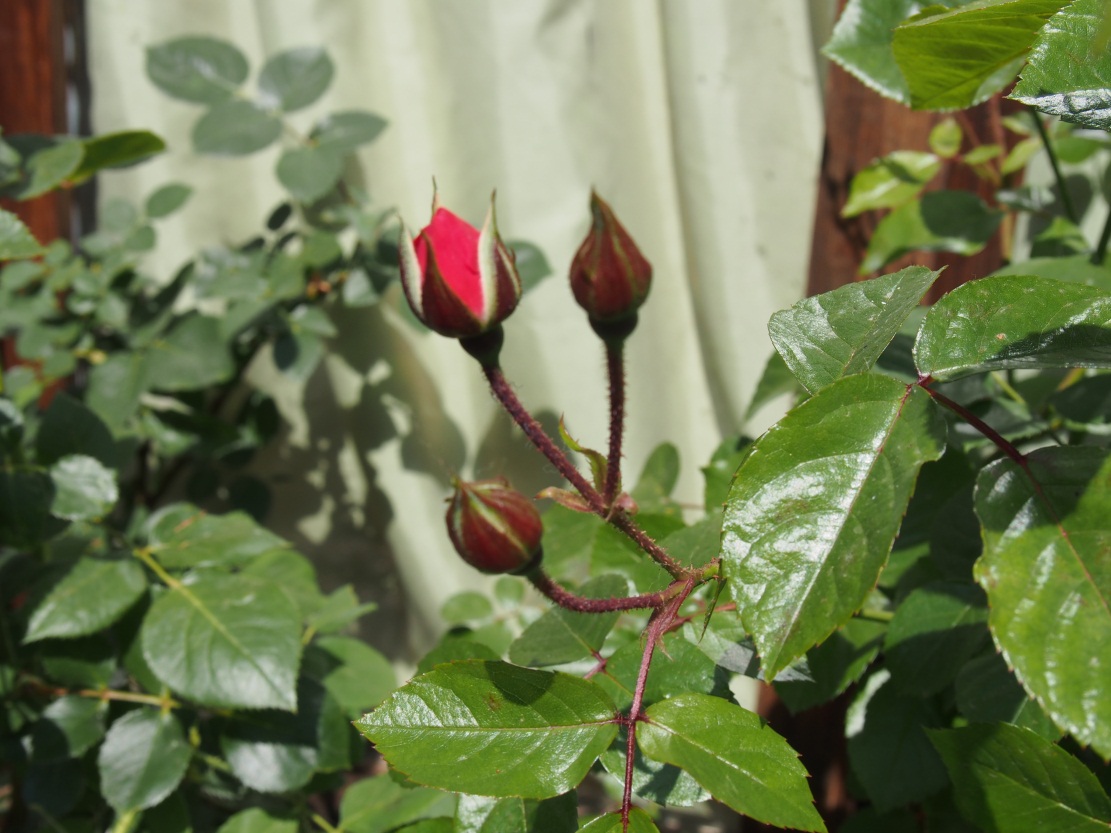 ���ӳǣ��ܰ������������˲��࣬ϲ��