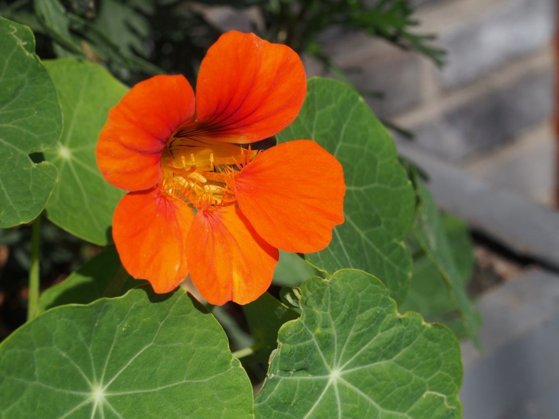 ���ӳǣ��ܰ������������˲��࣬ϲ��