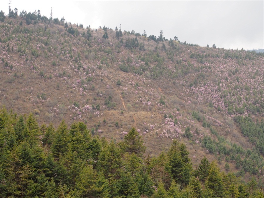 ·�ϼ��ܶ�ž黨��������Ӫ������