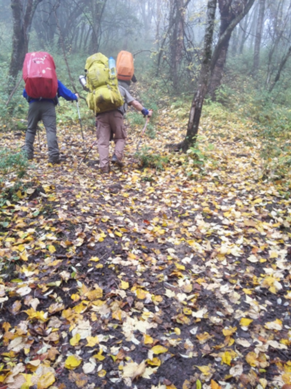 ��Ţ��Ҷ�в�������