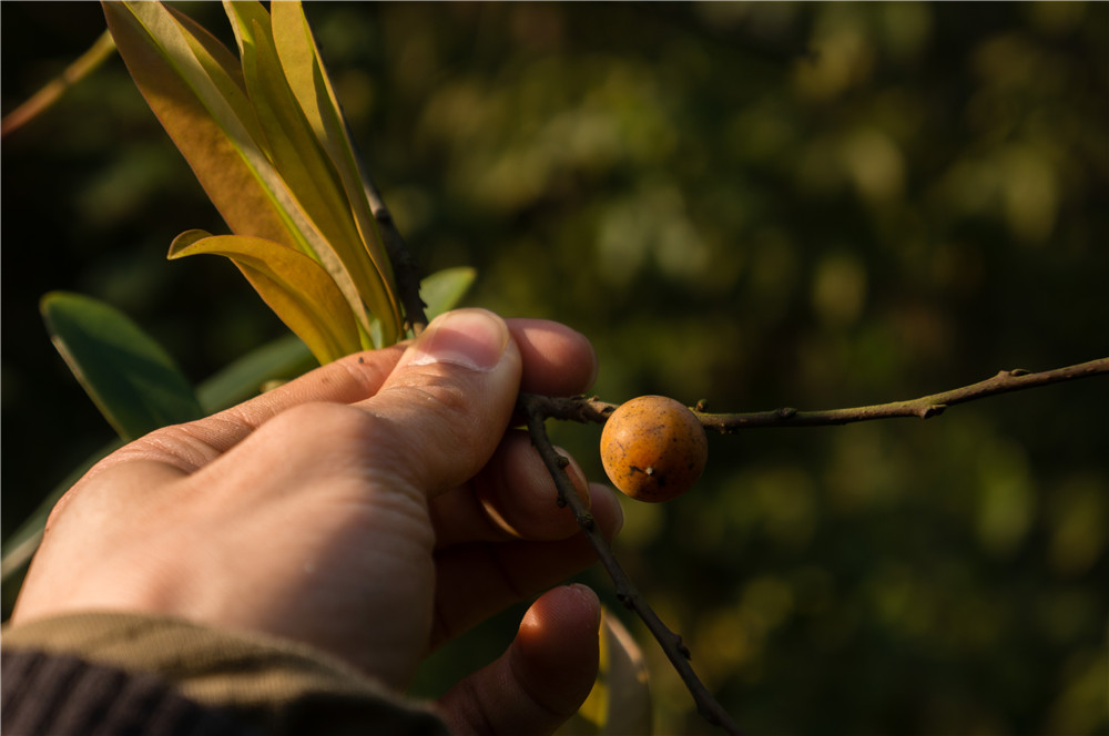 ����Գ���