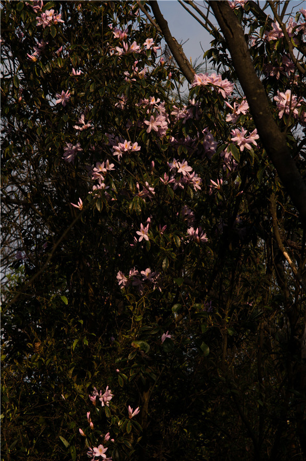 ����ʲô�����أ��ƽ��ž���