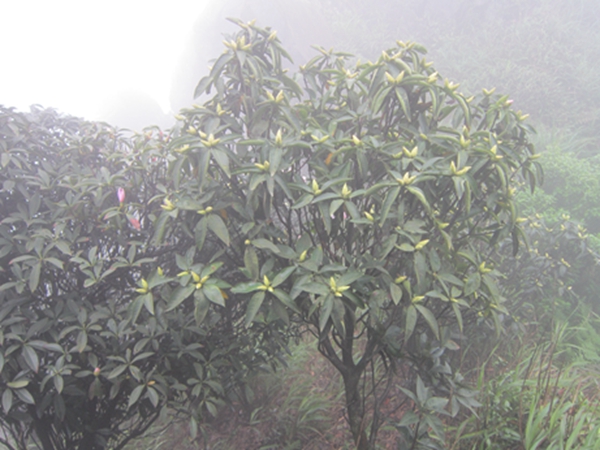 ����ɽ���3