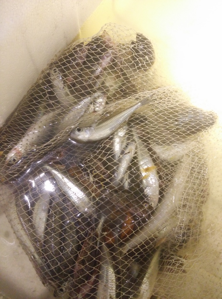 �ɴ��ĺ���