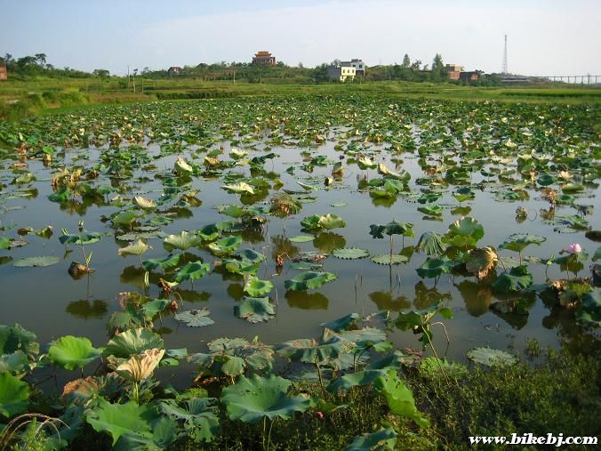 �ޱߵĺ����������˱Ƕ���