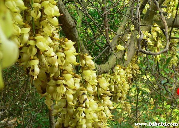 �����ɼ������ĺ�ȸ��