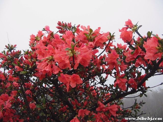 �������ž�