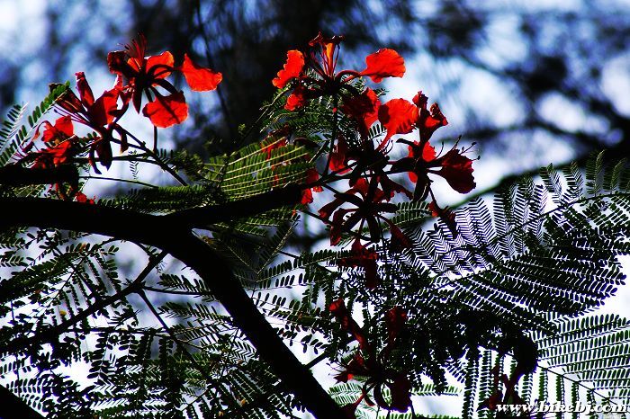 �����������ľ