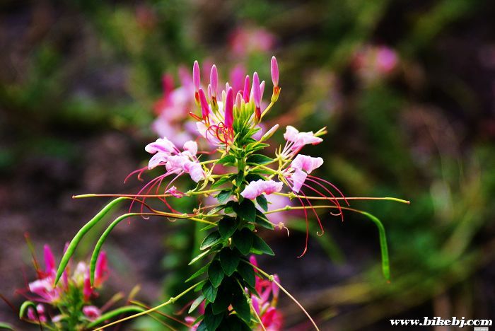 Ҳ������ǲ����л�������÷....