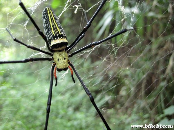 ɽ·�м䣬ʱ�����Լ�����ͷ�ر���֩�룬���Կ�������ɽ·ƽ��������������