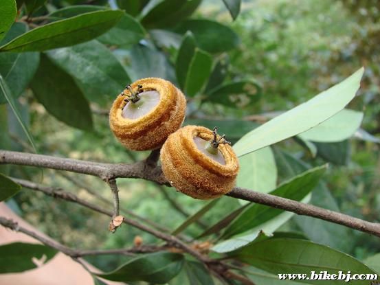 ��֪����Ұ����