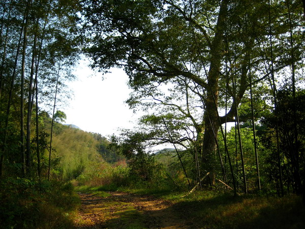 �徲�Ĵ�ñɽ��ɽ