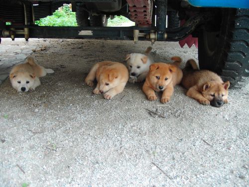 �ܲ�����ͷ��СС�ס���ǧ������