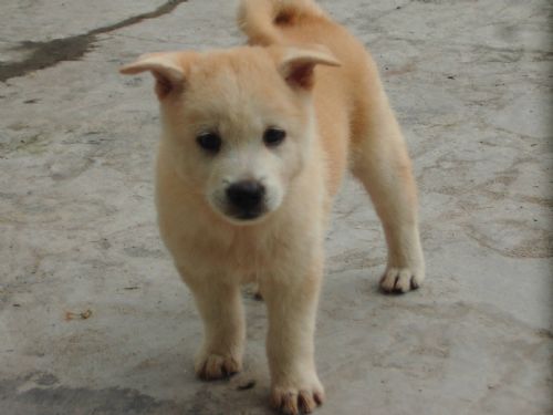 С�׵�BB����ǧ��