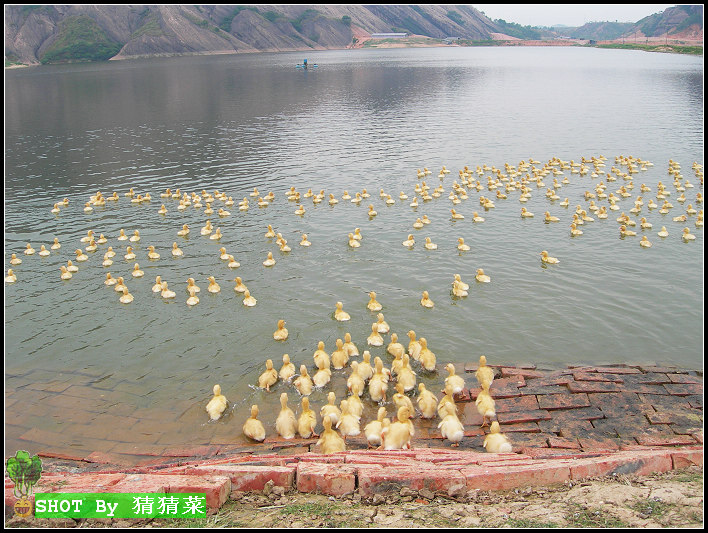 СѼ�������ˣ�һ�߽���ҡ��ƨ������