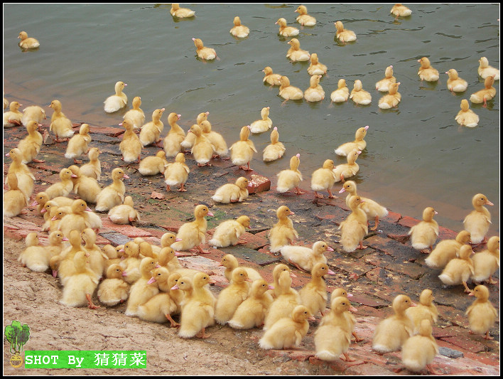 ��������߽������Ž��գ���̬���죬�ÿɰ���СѼ��