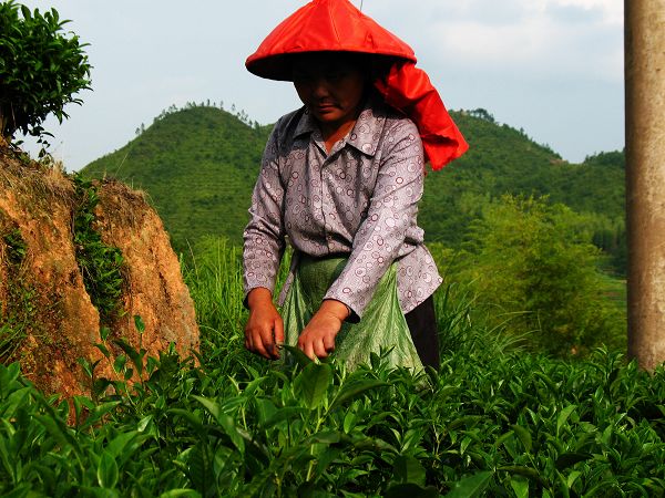 �ɲ�Ҷ�Ĵ���...