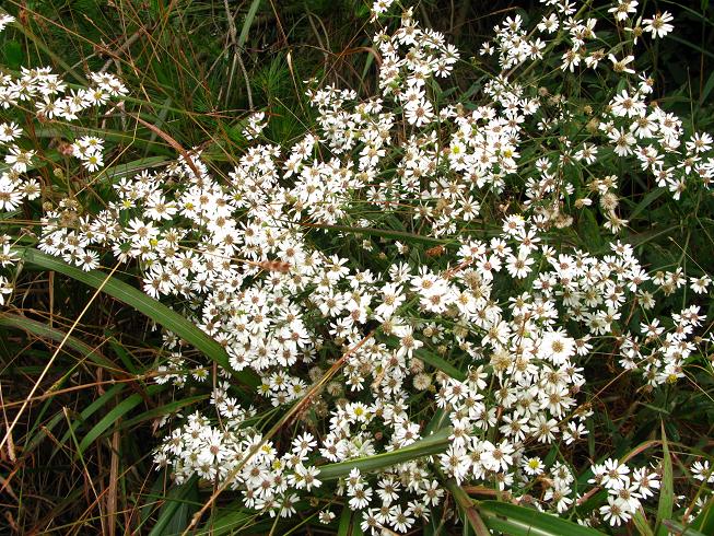 ·��ʢ����Ұ�ջ�