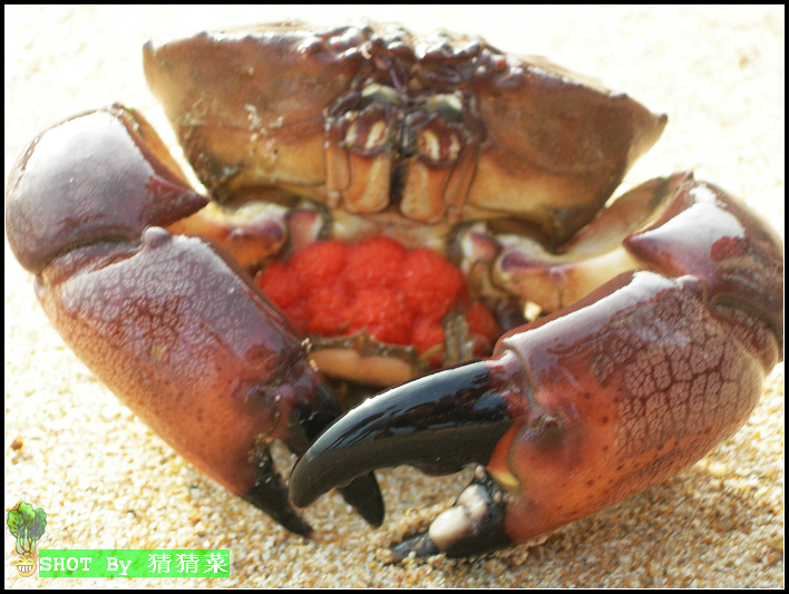 �Ⱥ�ɫ��з�ࣿ