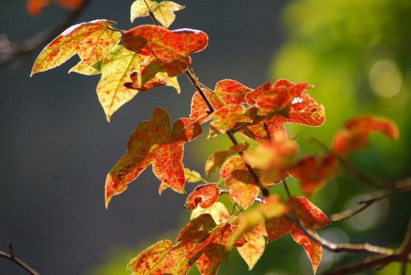 ����ɽ���