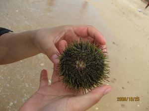 ��ɫ����