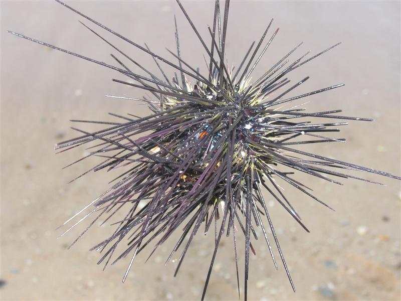 IMG_6949 (��).JPG