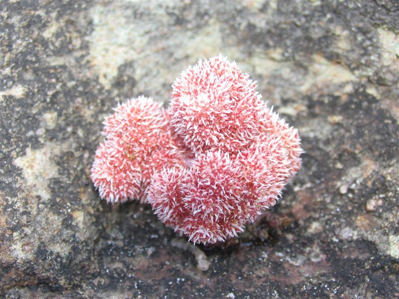 IMG_6950 (��).JPG