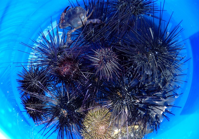 �Һ͸�ʯ���ջ�