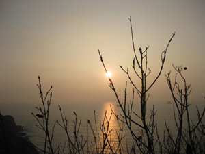 ����֦ͷ�ϵ�̫��