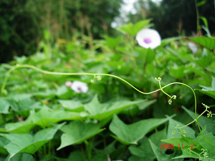 ��һ��С����