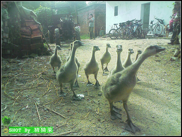 ë���׵��ߵ����׶죬��Щ������ũ�������Լ�����Եģ��г��Ͽ����򲻵�����ζ����