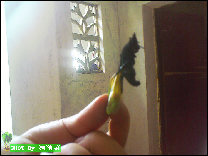 ��ǰ��Ʒ��ĳ�˿���ֻ�̳棬˭����Ȥ�ԣ��ߵ��׸�F