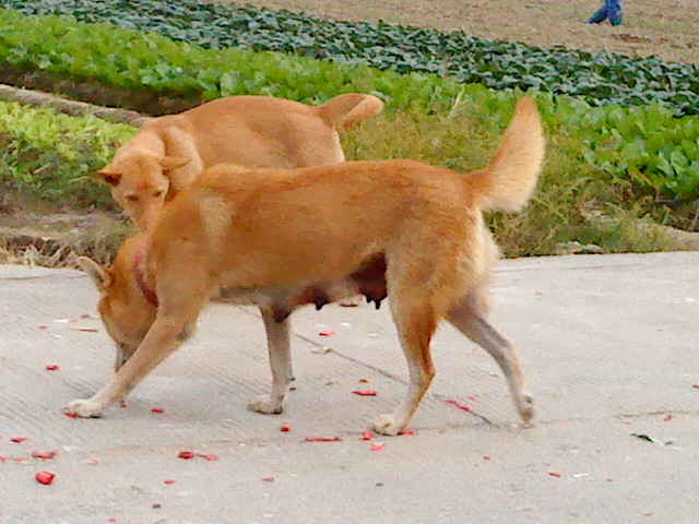 ����Ҳ����