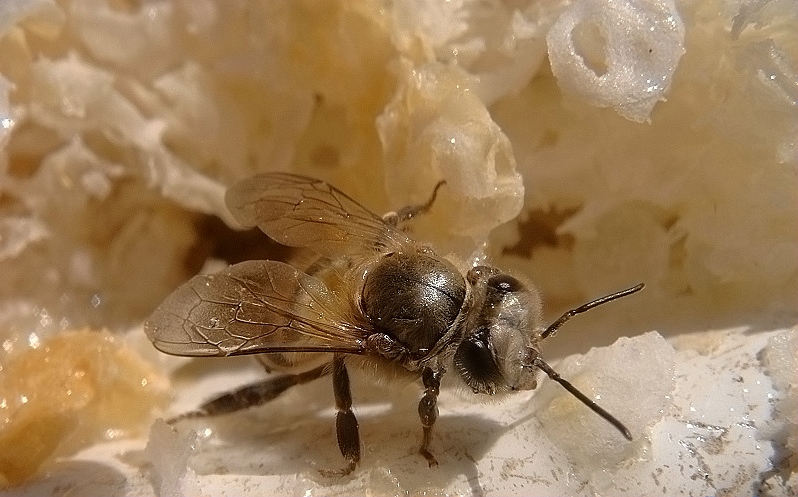 �������Ͷ���