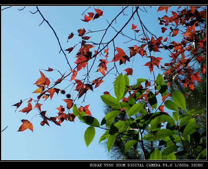 �·�����ɽ��Ҷ2 050.jpg