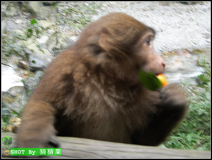 ������һֻ����