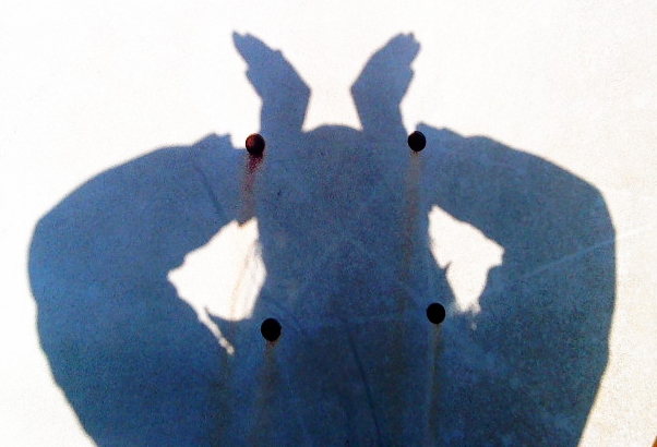 ţ������