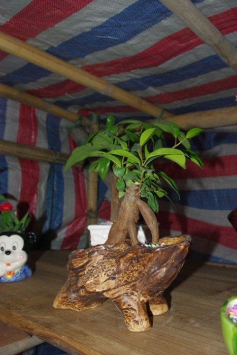 �˲��š������ܶ���