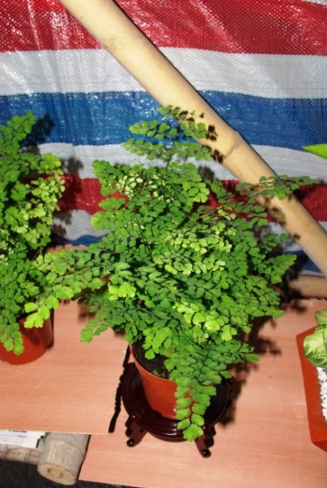 ϲ��������СС��ɫֲ��